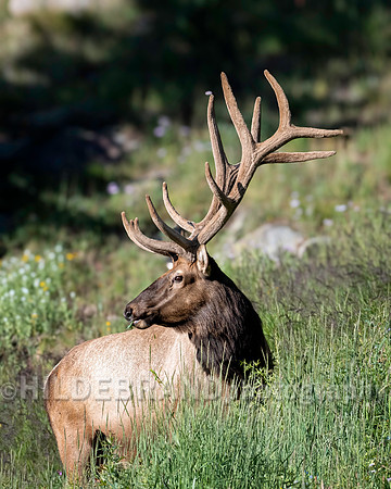 Elk
