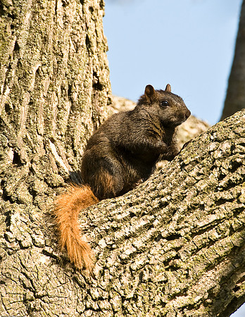 Squirrel with Red Tail