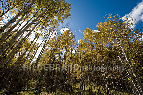 Aspen Grove