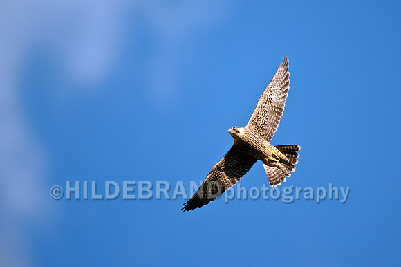 Young Peregrine