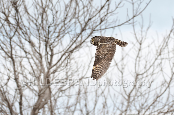 Long-eared Owl