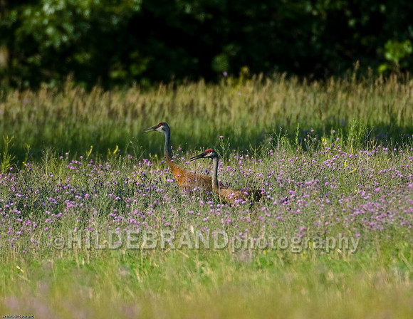 Sandhill Crane