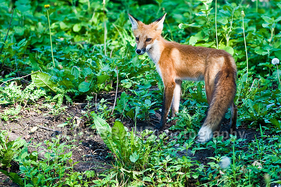 Neighborhood Red Fox