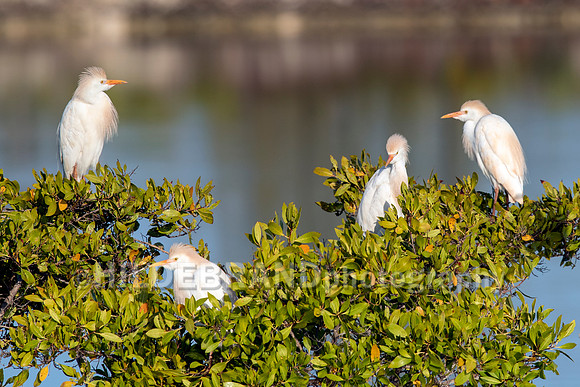 Cattle Egret
