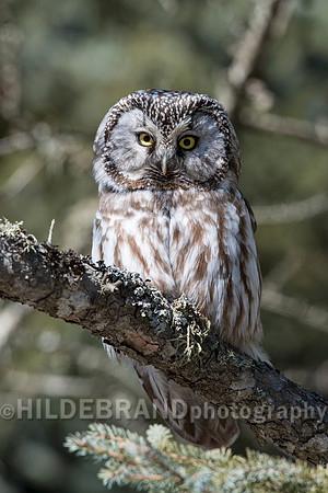 Boreal Owl