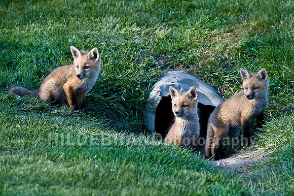 Fox Kits