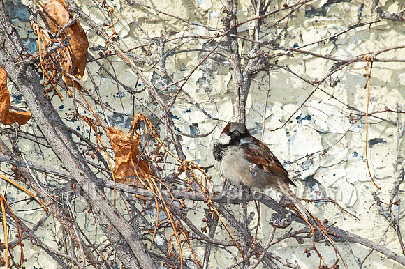 House Sparrow
