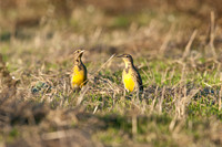 Western Meadowlark