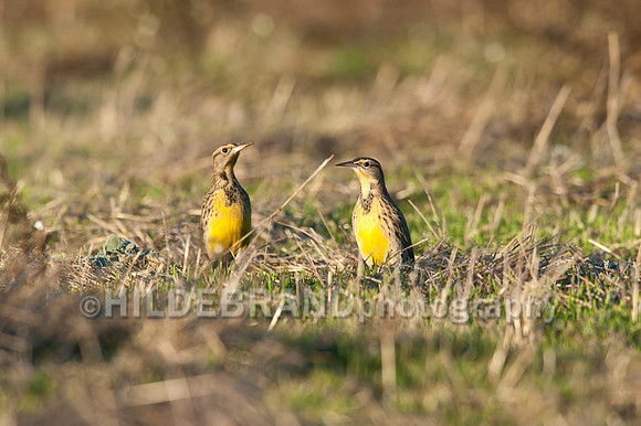 Western Meadowlark