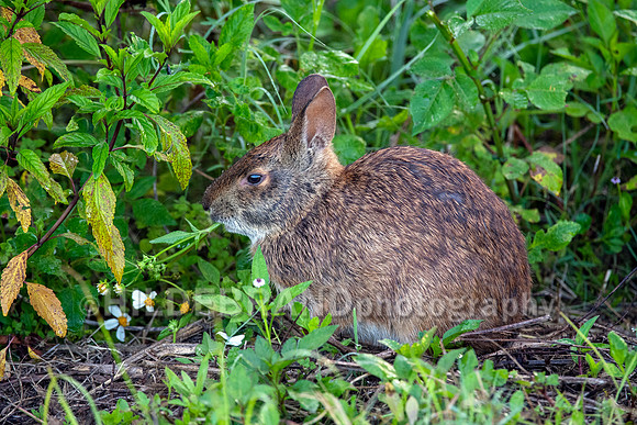 Marsh Rabbit