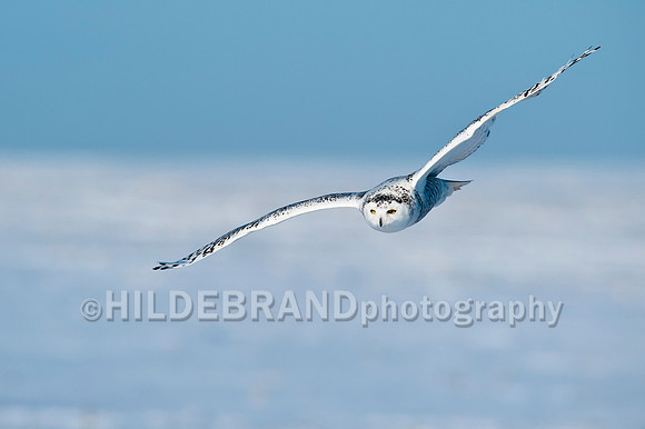 Snowy Owl