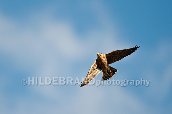 Young Peregrine
