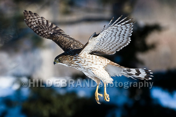 Cooper's Hawk
