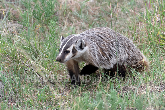 Badger
