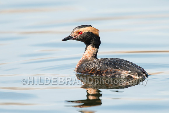 Horned Grebe