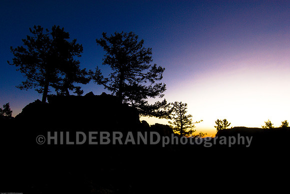 Sunrise Pines