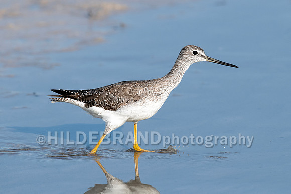 Lesser Yellowlegs