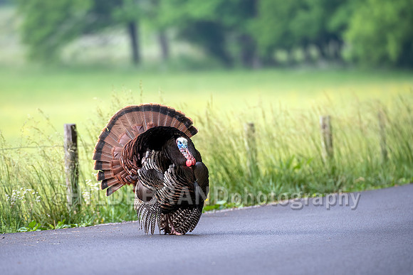 Wild Turkey