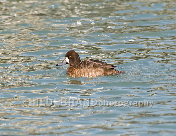 Lesser Scaup - Female