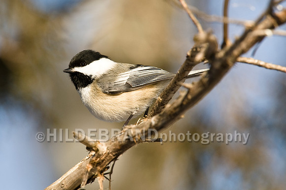 Black-Capped Chickadee