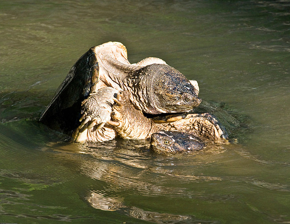 Snapping Turtle's Fighting