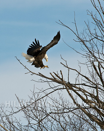 Bald Eagle