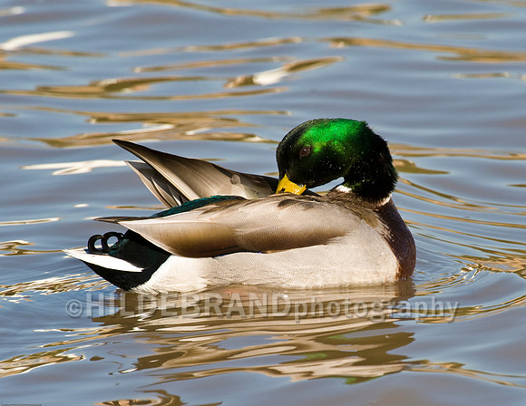 Mallard Duck Male