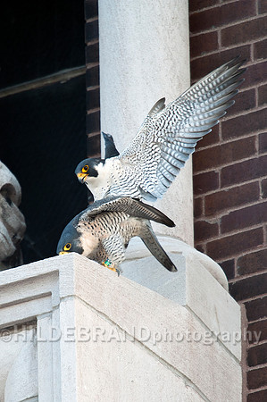 Mating Peregrine Falcons