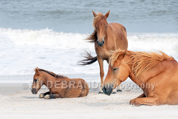 Chincoteague Pony