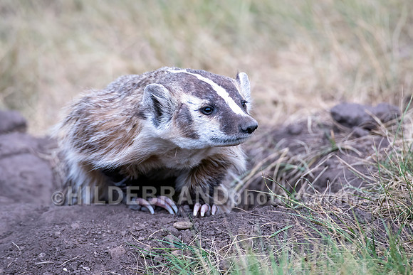 Badger