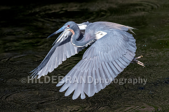 Tricolored Heron
