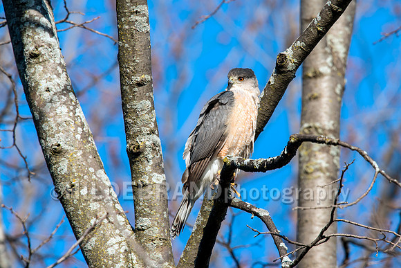 Coopers Hawk