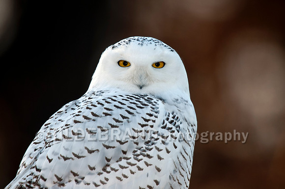 Snowy Owl