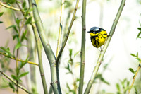 Magnolia Warbler