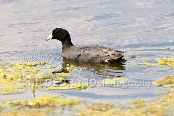American Coot