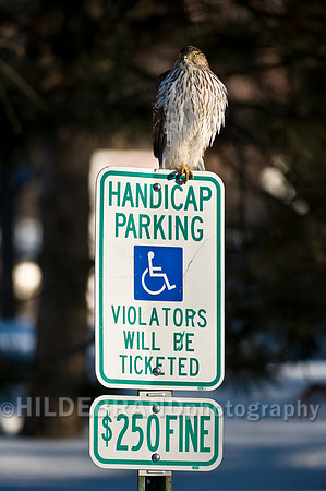 Cooper's Hawk