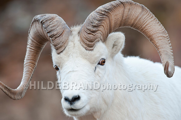 Dall Sheep