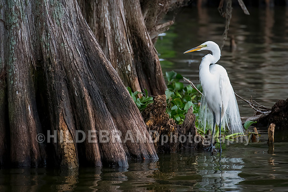 Great Egret