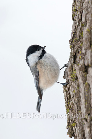 Black-capped Chickadee
