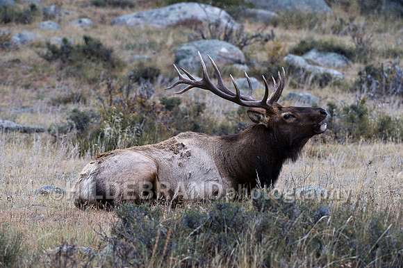 Bull Elk