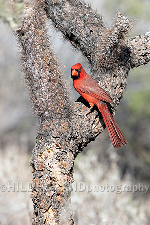 Northern Cardinal