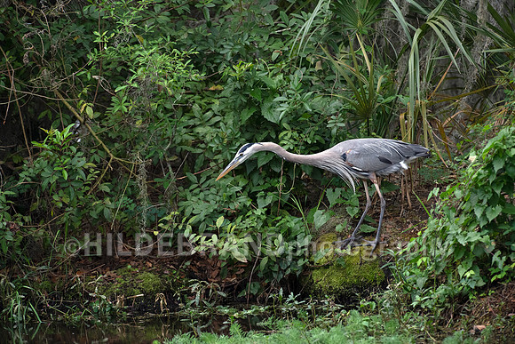 Great Blue Heron