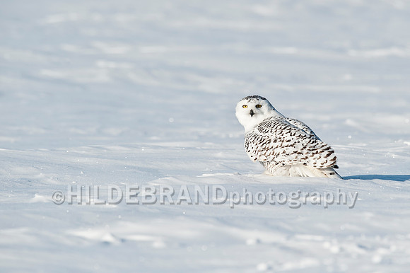 Snowy Owl