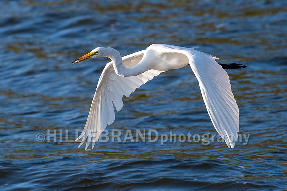 Great Egret
