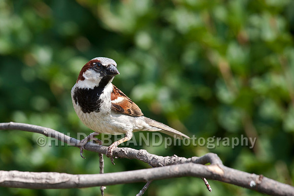House Sparrow