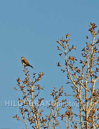American Kestrel