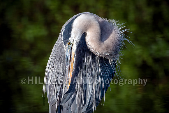 Great Blue Heron
