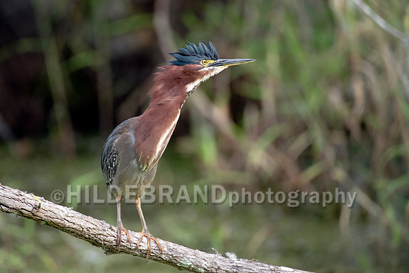 Green Heron