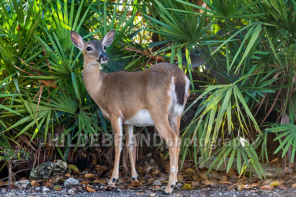 Key Deer