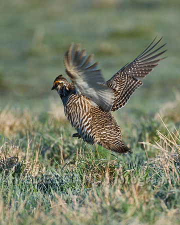 Greater Prairie Chicken